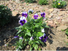 ����� ���� ����������