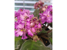 Lyon's Pirate's Treasure