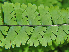 �������� ��������� ( Adiantum caudatum)- ����� � ����� ....