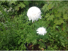 �������� ����� ��������