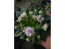 Rob's Cool Fruit (R. Robinson)