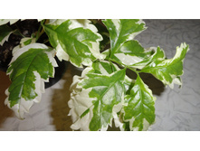 56c23dac965f6 dsc04975.JPG