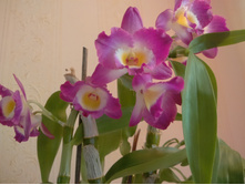 IMG 20170128 140042 AO HDR.jpg