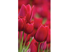 ����� ����������� ����� - M-8-13