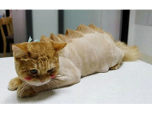 W image 1391607362604 33942.jpg