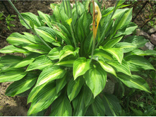 ����� �������� (Hosta 'Striptease')