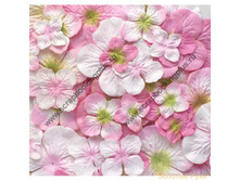 �������� �������� �� �������� Petaloo � �������� �������������. ~72 �������a, ������ 1.8-4.2 ��. �������� ��������. ������-�������