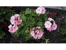 150 — �����.JPG