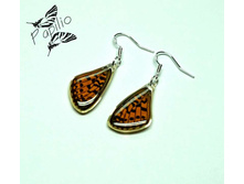 ������ Argynnis sp., 250