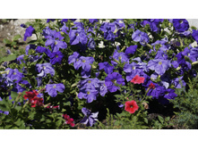 ������� ��������������� ������ F1 ���� ���