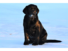 ���� ������� �� ��