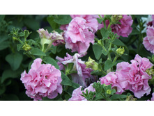 59 — �����.jpg