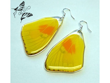 ������ Phoebis philea, 350