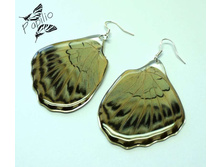 ������ Parthenos sylvia, 300