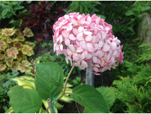 ���� �������