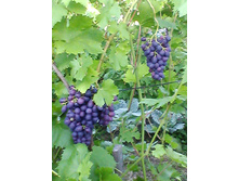 ������� ޣ����