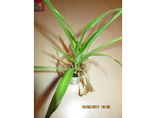 ���������� ����������