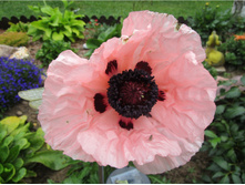 586ea6f33e8a6 img4324.jpg