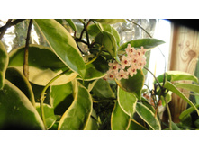 ���� �������