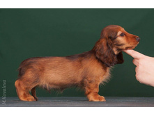 16423023 1277594138973673 8135112779862876906 o.jpg