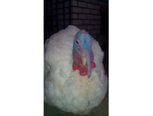 IMG 20170110 204500.jpg