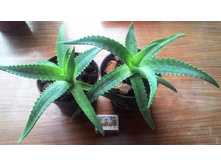 ���� ���� 60 �