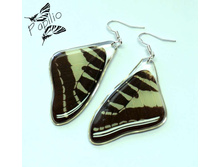 ������ Graphium aristeus, 250