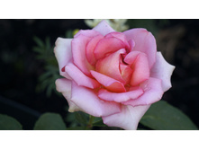 ��� � ����