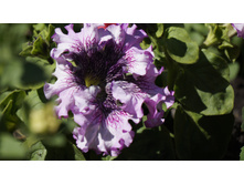 ������ �����