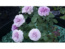 �������� ���