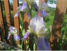 ���� �������