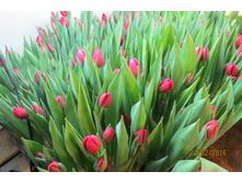 ������� Red Power