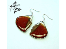 ������ Cymothoe sangaris, 250