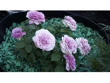 �������� ���