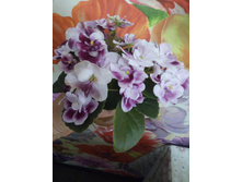 Mac's Southern Springtime' (G. McDonald)