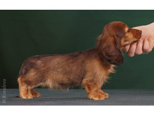 16402574 1277190685680685 2720119106854611007 o.jpg