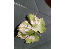 ������ -������� ���������