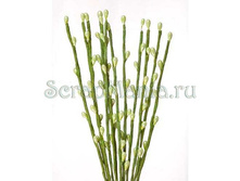 ������� � �������� Scrapberrys �������, 20 ��, 12 ��