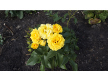 181 — �����.jpg