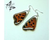 ������ Nymphalis xanthomelas, 250