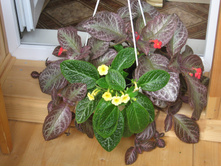 Thad's Lavender Lady � Yellow Mist