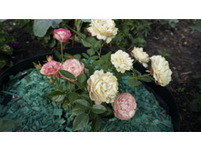 185 — �����.jpg