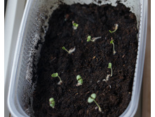 ������� ������� ����