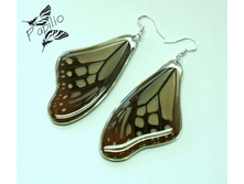 ������ Parantica sita, 300