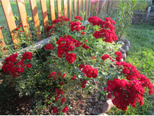 58700eb37205e img4111.jpg