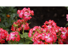 257� — �����.jpg