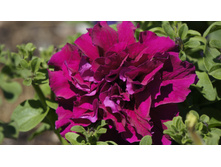 ������� �������� Double Cascade Burgundy