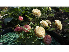 163 — �����.jpg