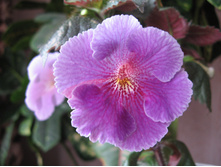 'Charles Martel' (S.Saliba, 2013)