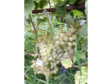 IMG 20150912 124347.jpg ,            �����